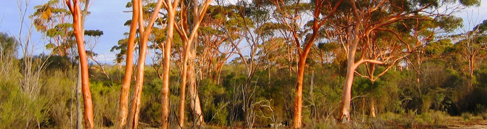 Salmon Gum Tree